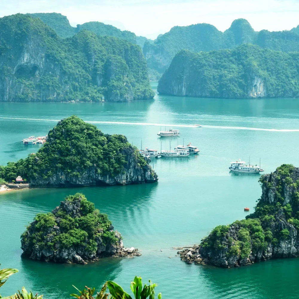 Vietnam - Intenso, terroso y persistente - Tienda Online Cafés Puerto Rico