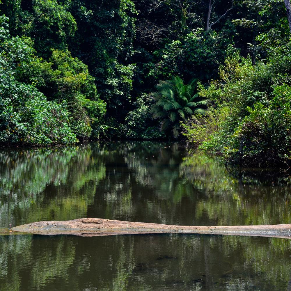 Colombia – Perfil Aromático y Equilibrado