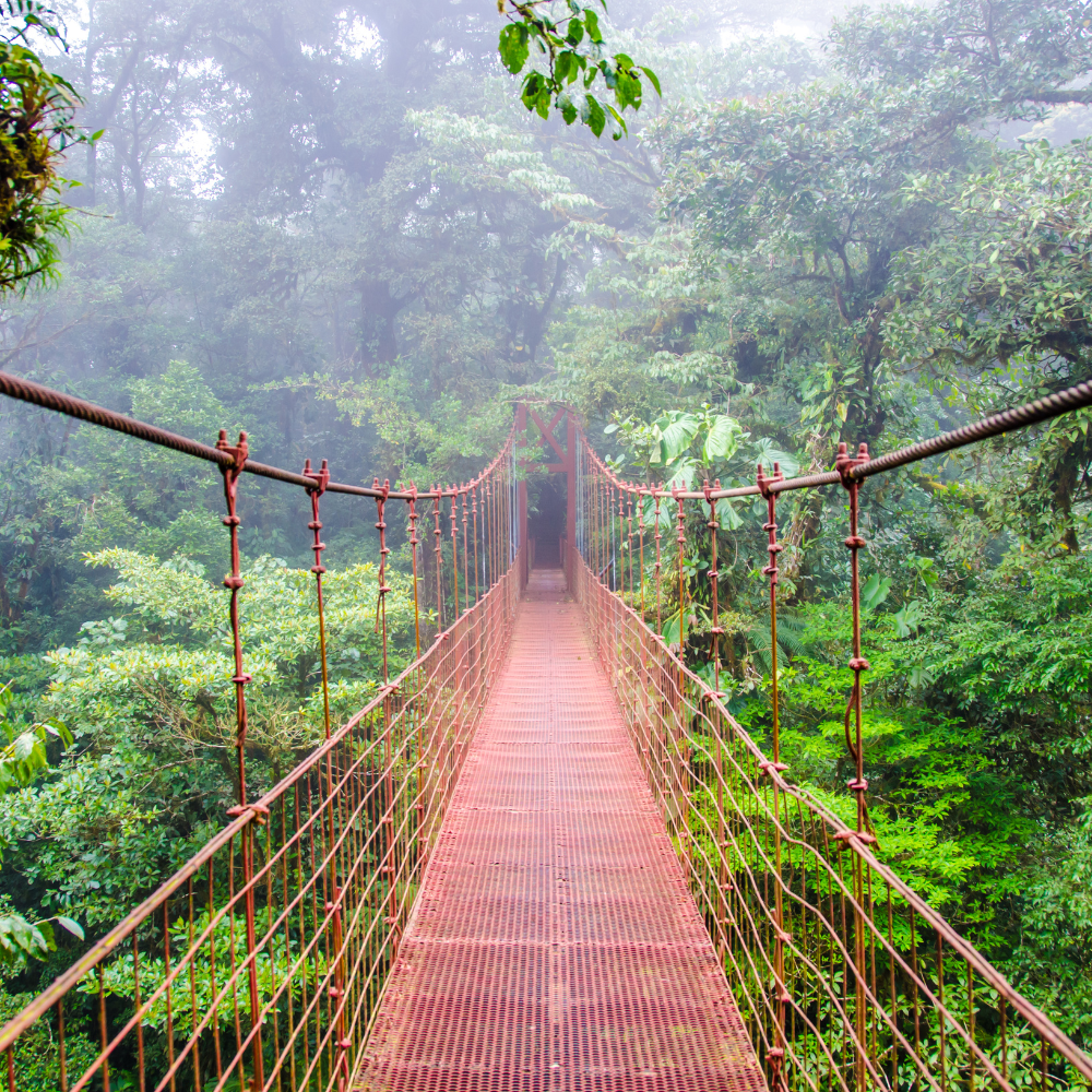 Costa Rica – Perfil Fresco y Afrutado
