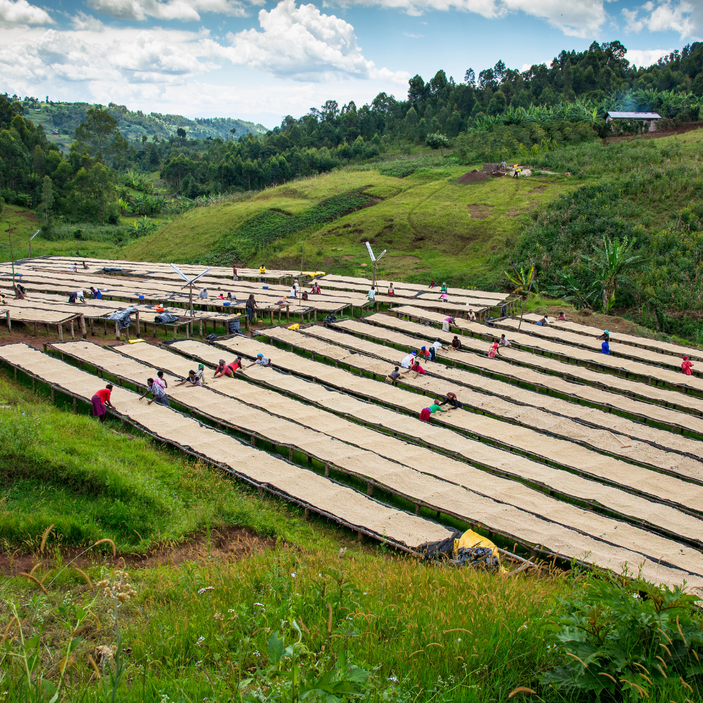 Ruanda Kivu –Floral y elegante, con aromas a jazmín
